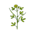 Fenugreek Seeds