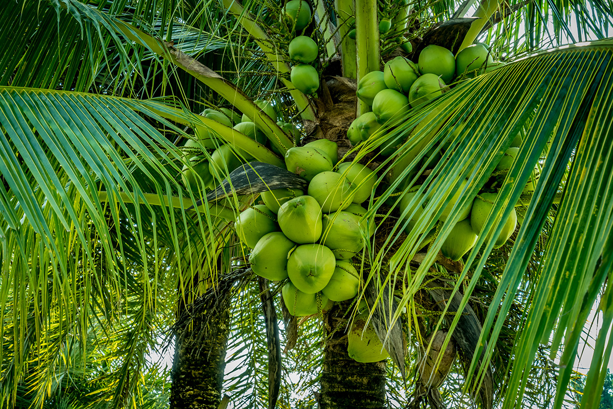 Coconut palm tree