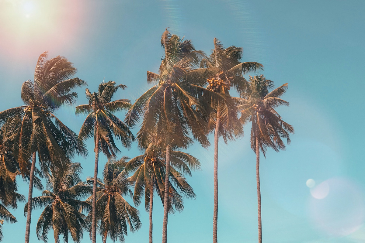 Large Coconut Palm Tree