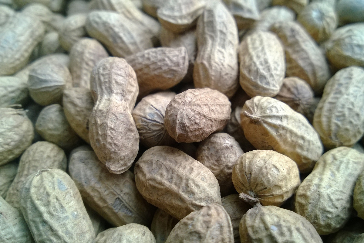 Peanuts